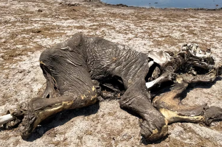 Emergencia en Zimbabue: cientos de elefantes luchan por encontrar agua en medio de una severa sequía