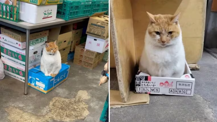 La gata que se convirtió en gerente de una frutería y cobra 1.700 USD mensuales por su trabajo