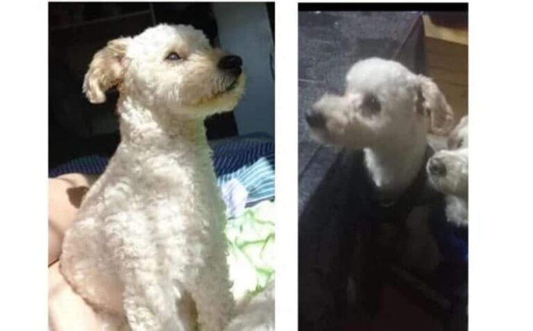 Piden ayuda para encontrar a Homero que se extravió en Standard