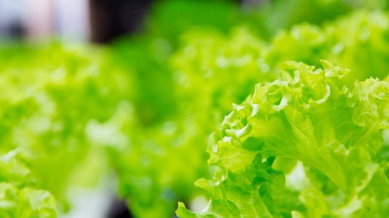 Especialistas del Conicet desarrollan una técnica para detectar fármacos en cultivos