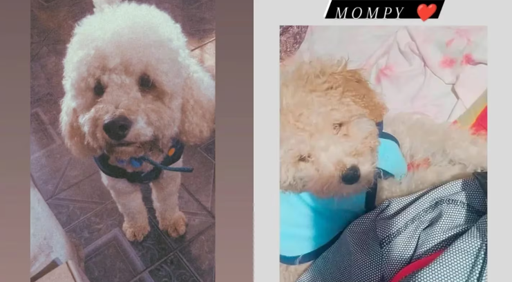 Una mujer denuncia que su ex secuestró y mató a su caniche porque ella no quiso volver con él