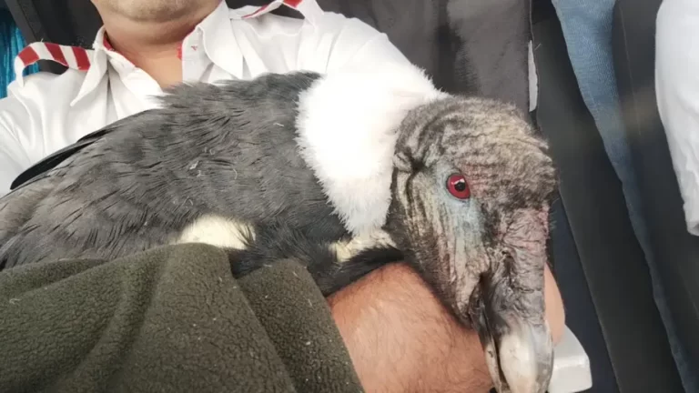 Dos choferes encontraron una hembra de cóndor herida y la rescataron
