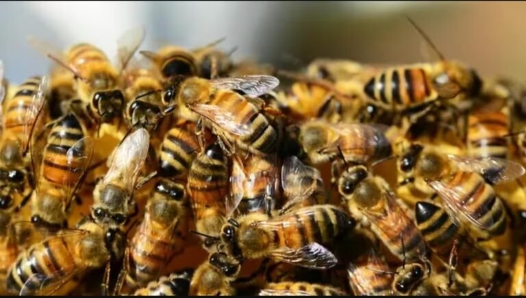 Un jubilado de 71 años murió tras ser atacado por un enjambre de abejas en una plaza
