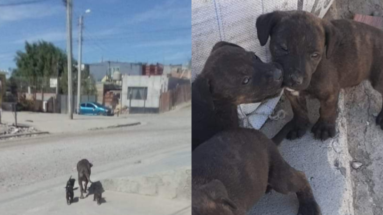Piden ayuda para Tigra y sus cachorros: “Necesitamos un hogar urgente”
