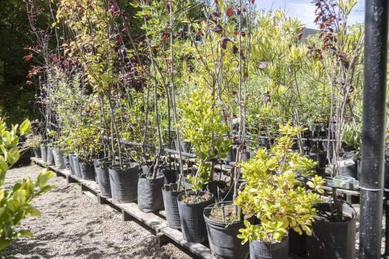 Este fin de semana se realizará una nueva jornada de Ecocanje