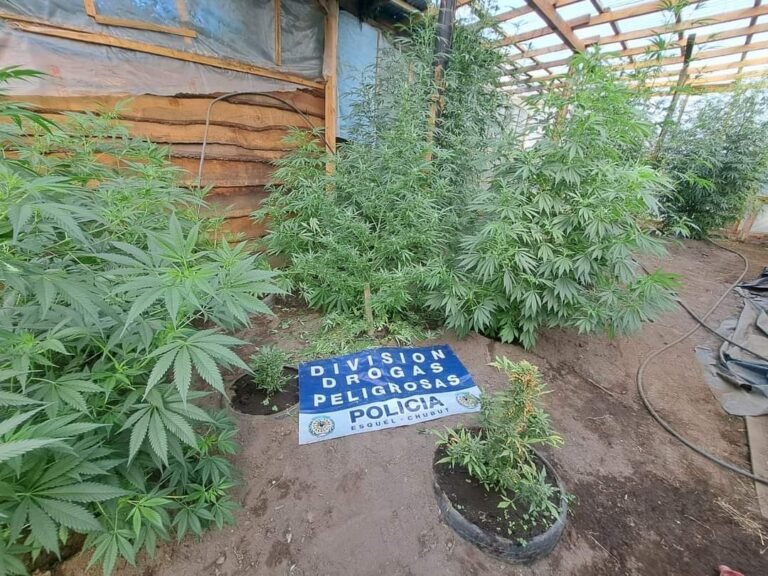 Narcomenudeo: secuestran drogas por un valor de 12 millones de pesos
