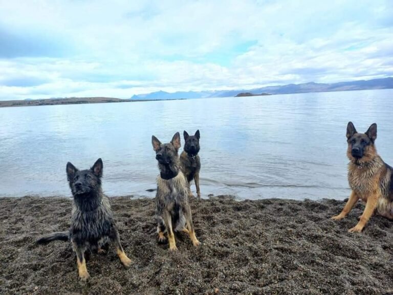 Franco recreativo para los cannes Candy, Enzo, Anubis y Vogel