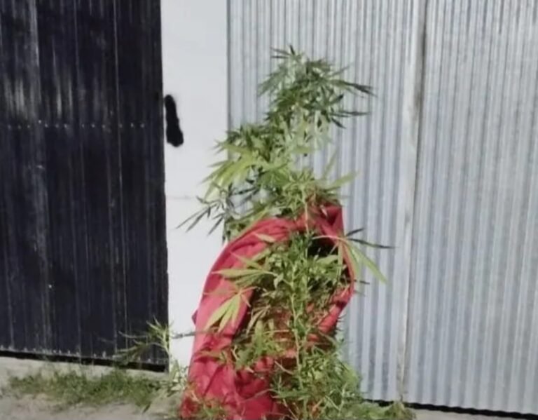 Llevaba una planta de marihuana en un carro y se la incautaron