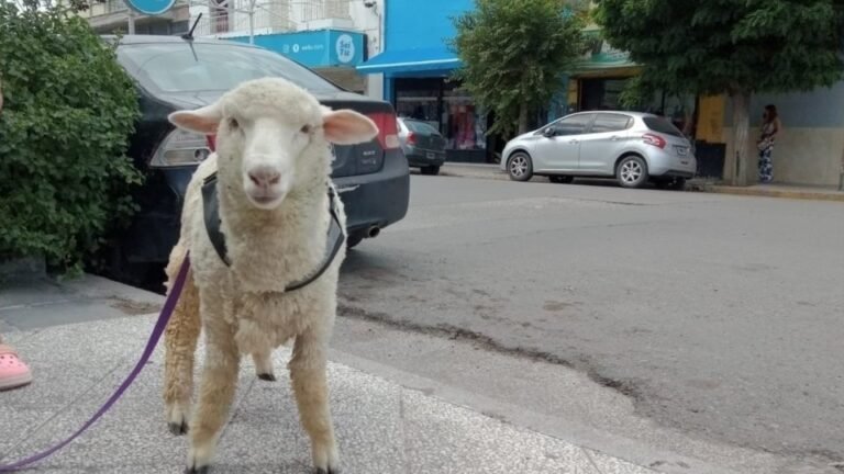 Sacaron a pasear a una oveja por el centro de Trelew