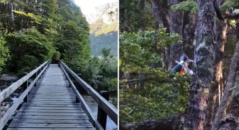 Una guía de Bariloche recorrió un bosque y encontró un pájaro poco común: “No puedo creer que lo filmé”