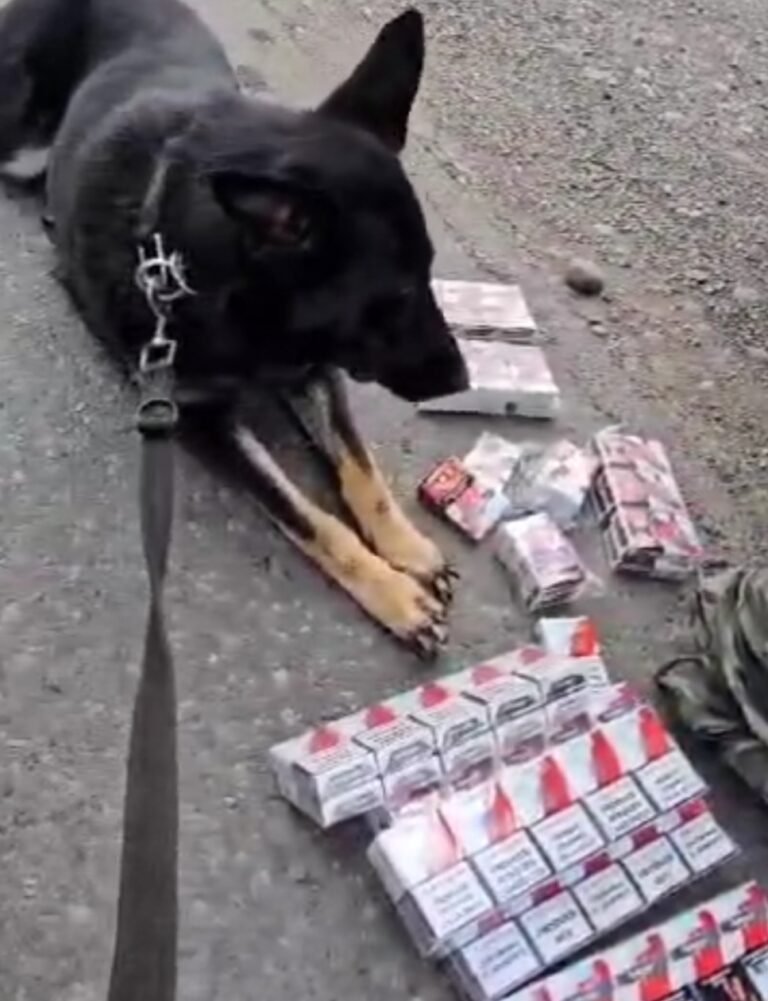 Operativo Policial: detectan marihuana y cigarrillos en el guardabarros de un vehículo