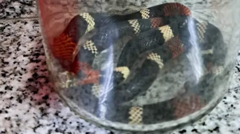 Una víbora venenosa mordió a dos adolescentes: el inédito operativo para salvarlos