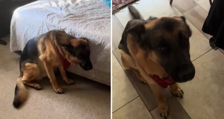 Dejó solo a su perro por 10 minutos para ir al baño y cuando salió encontró algo desastroso