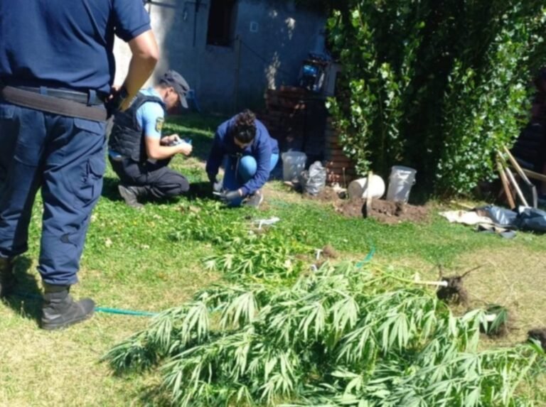Denunciaron el robo de una planta de durazno y les encontraron 26 plantas de cannabis