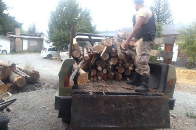 Confiscaron 42 troncos de leña transportados sin documentación