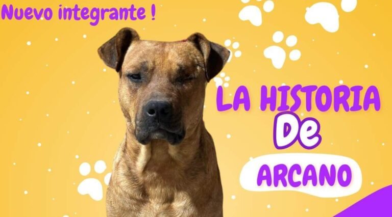 La tierna historia de Arcano: deambuló por todo Comodoro pero finalmente ya tiene una familia