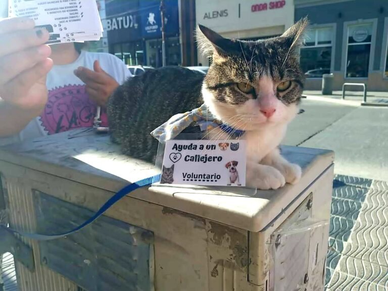Aumenta el abandono de mascotas por la situación económica y condición en alquileres