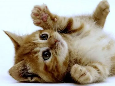 Día Internacional del gato: las ventajas de tener uno en casa