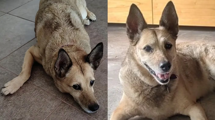 Mascota comunitaria: la historia de Lila, una perra que vive en un edificio y causa furor