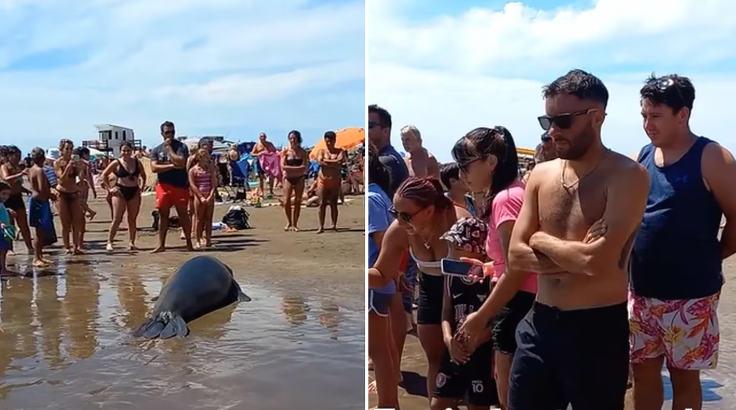 Un lobo marino intentó atacar a un hombre y el video se hizo viral: “Gente desubicada”