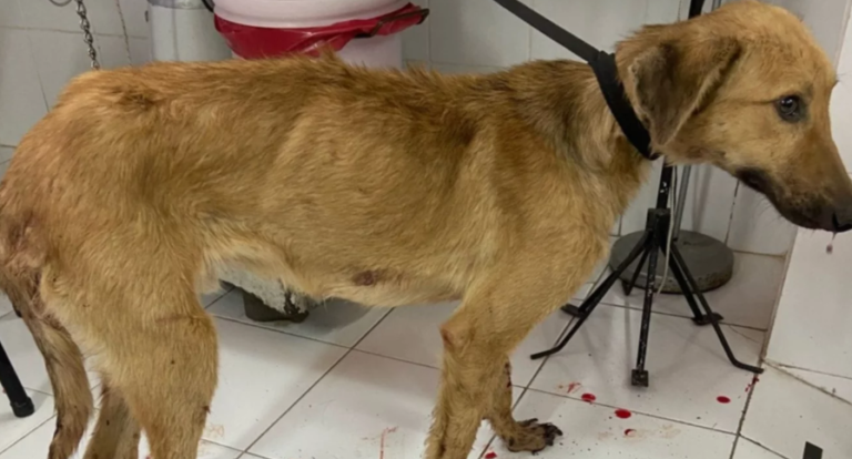 Terrible caso de maltrato animal: “Llevá este perro al basural que ya le di veneno”