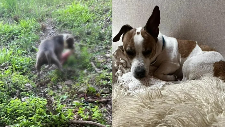 Un pitbull mató a un perro y los vecinos denuncian que el dueño “lo entrena para cazar”
