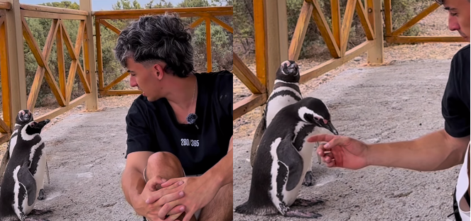 Provincia accionará contra el influencer que tocó pingüinos