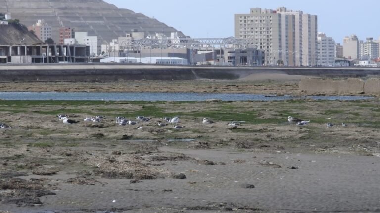 Vecinos impulsan la limpieza y recuperación de la playa del Stella Maris