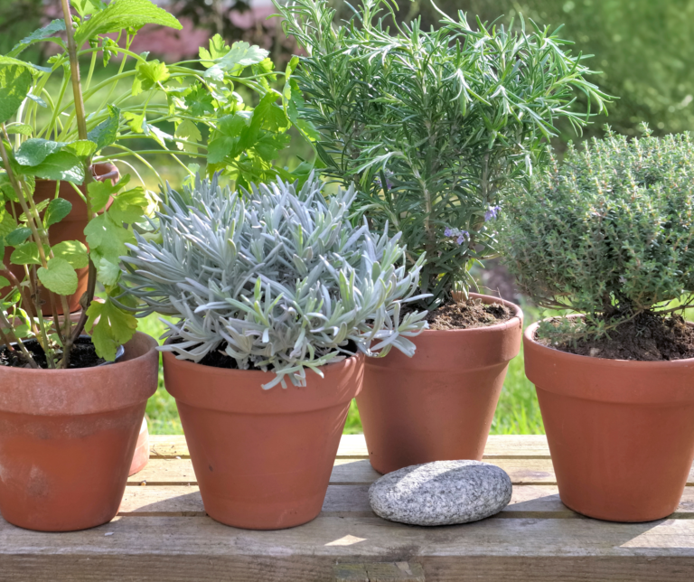 Realizarán un taller de “Multiplicación de plantas aromáticas”
