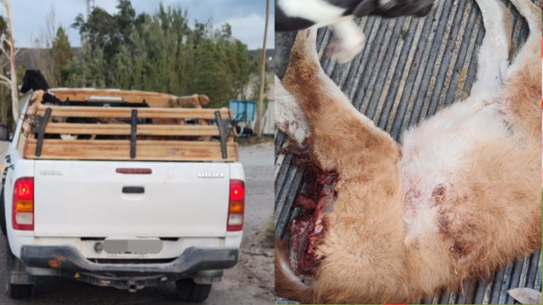 Circulaban con cinco perros Galgos y un guanaco en la camioneta