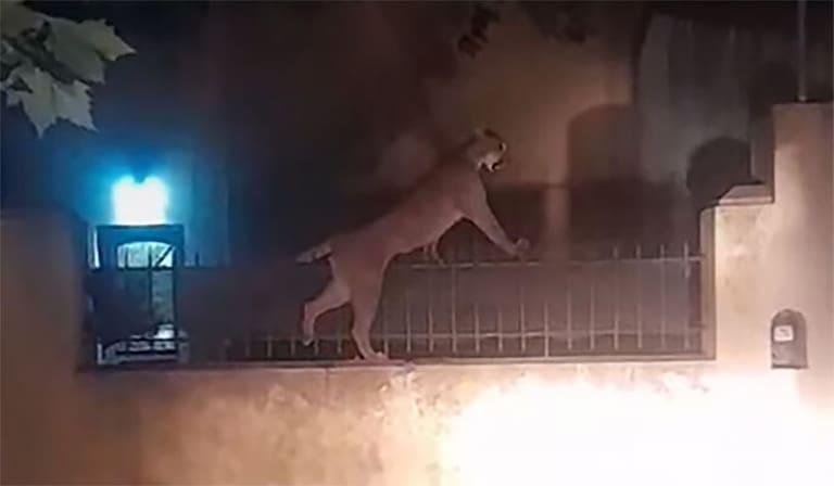 Apareció un puma por las calles, se escondió en la casa de una vecina y causó pánico