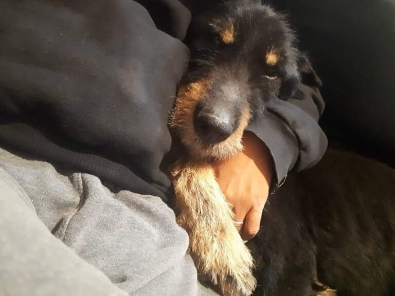 Buscan una familia para “Bigotes”, un perro que fue abandonado tras una separación