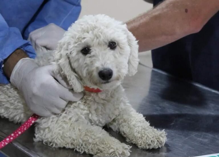 Cronograma de castración y vacunación gratuita para perros y gatos en Rada Tilly