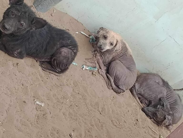 Un abuelo pide ayuda para alimentar y darle atención veterinaria sus mascotas