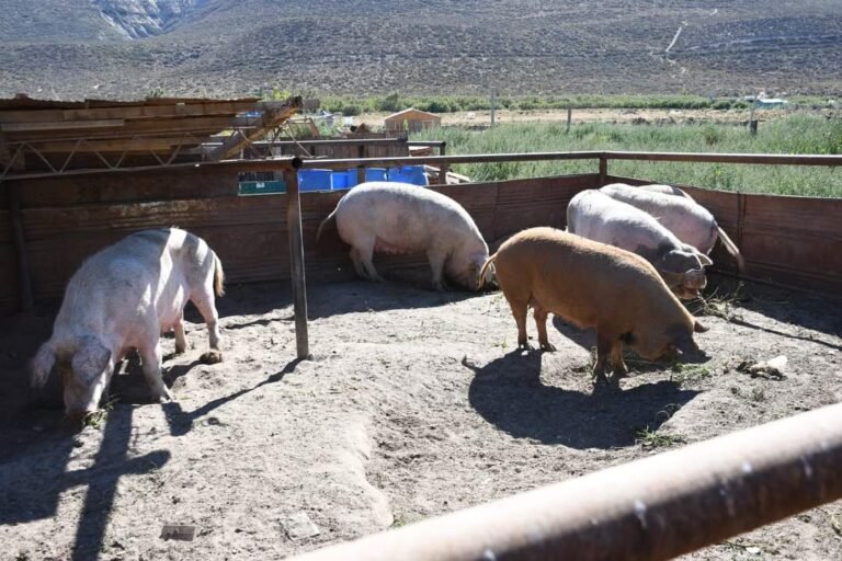 Visita a productores porcinos 