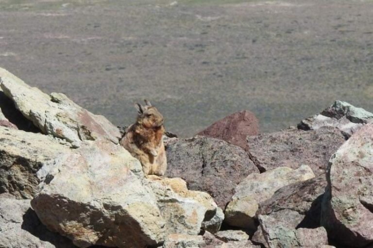 Después de 9 años registran una especie poco conocida en el Parque Perito Moreno