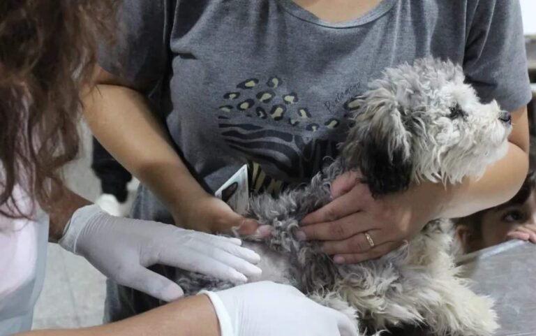 Esta semana el tráiler de castración estará en el San Cayetano