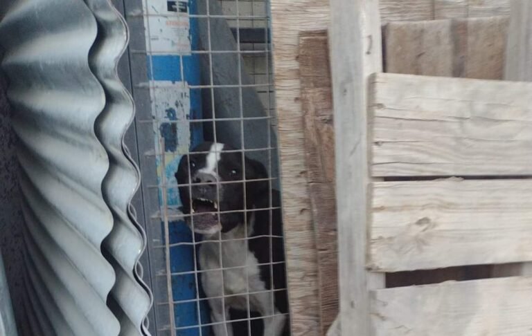 Encontraron a dos perros encerrados en estado crítico