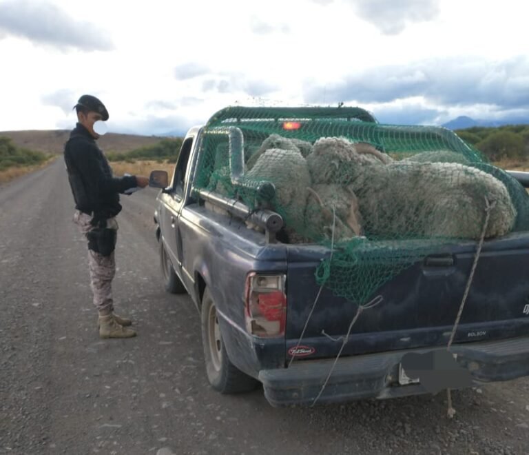 Lo atraparon con dos caprinos y nueve ovinos transportados de manera irregular