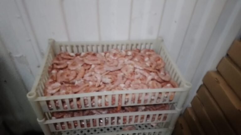 Secuestraron alrededor de 800 kilos de langostino en una planta pesquera clandestina