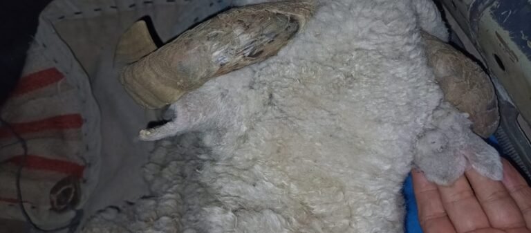 Les secuestraron la carne faenada y un animal vivo que llevaba en el auto