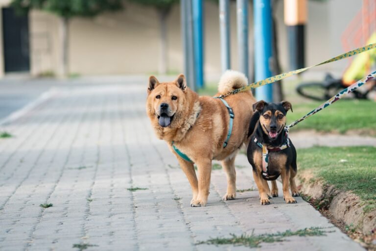 “Estos proyectos de ordenanza son totalmente inútiles y sin sentido solo se pueden tomar como una estafa a la comunidad”