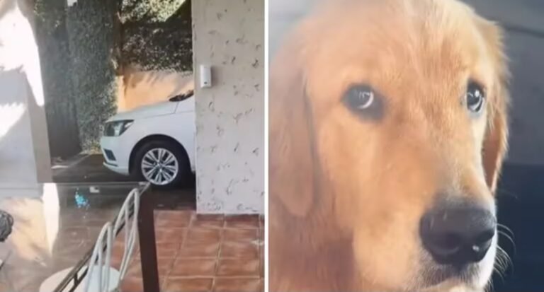 Fue a buscar su auto para ir a trabajar y encontró a su perro en una situación desgarradora: “Mi amor, no”