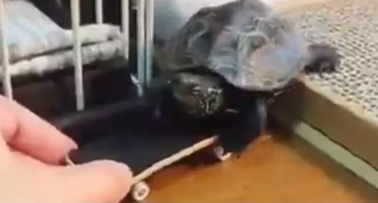 Una tortuga aprendió a andar en skate y ahora es furor en las redes sociales por su velocidad