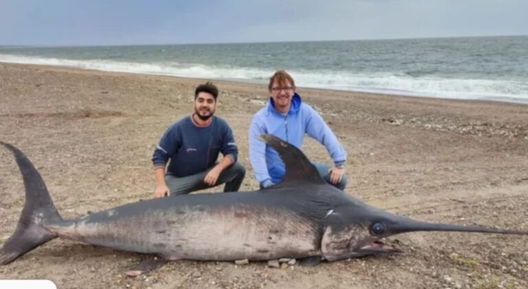 Impactante hallazgo de un pez espada en Puerto Lobos