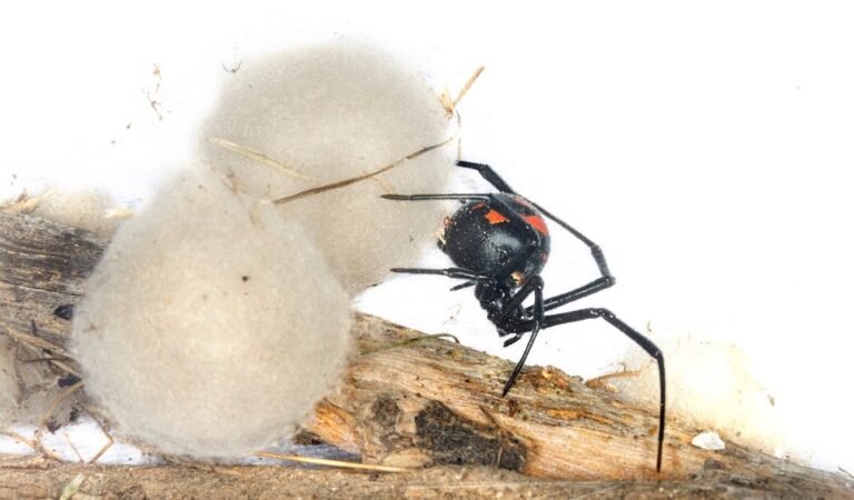 Revelan que por primera vez las viudas negras logran sobrevivir al invierno en Chubut