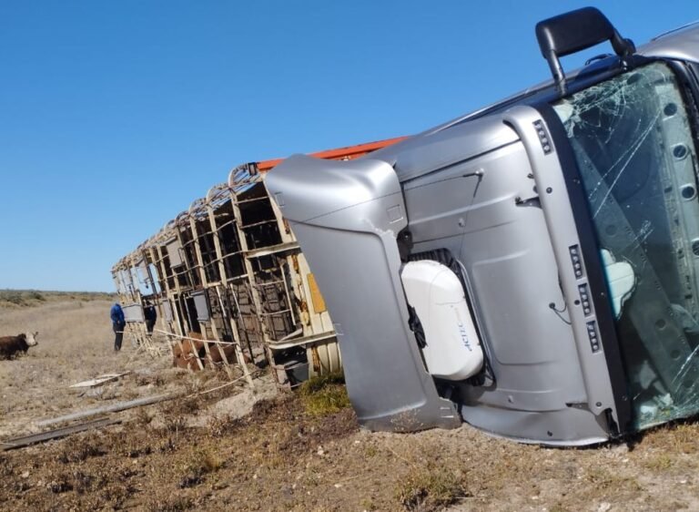 Volcó un camión que transportaba 50 animales bovinos