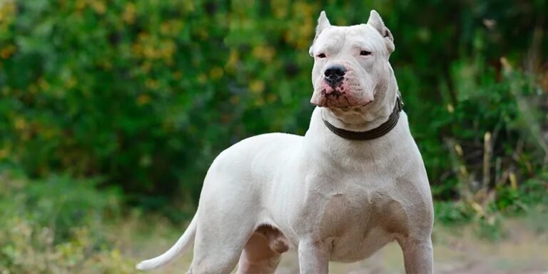 Horror: acusan a una pareja de matar mascotas junto a dos dogos y un galgo