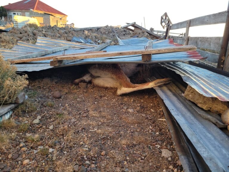 Secuestraron carne de guanaco y de caballo en una estancia de Río Mayo