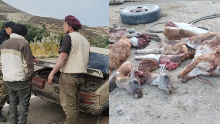 Los pararon en un control, llevaban guanacos y no tenían permiso para cazar